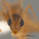 Illustration for article titled Southern United States Invaded by Hairy, Crazy Ants that Attack Electrical Systems
